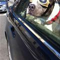 Driving Glasses