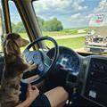 funny dog 5