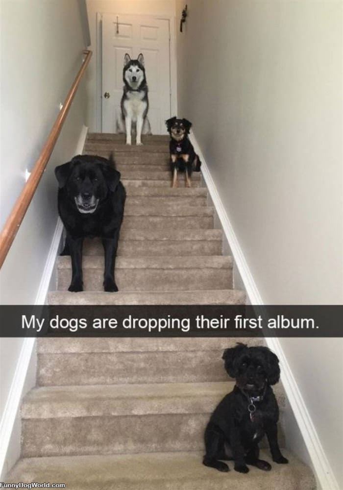 Dropping An Album