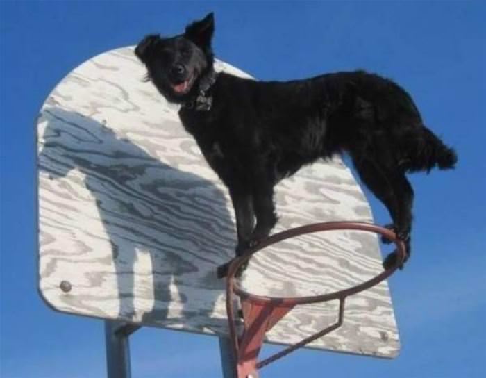 Dunk Dog