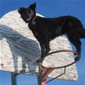 Dunk Dog