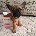 funny dog 2