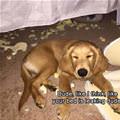 funny dog 3