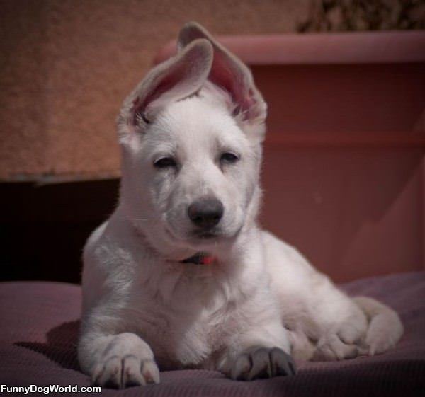 Ears Are Up