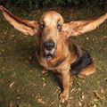 funny dog 2