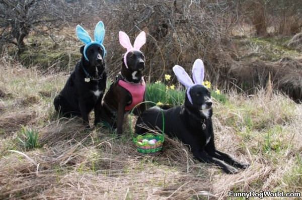 Easter Bunnys