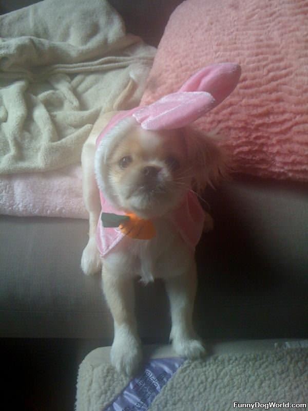 Easter Dog