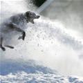 Eating All The Snow