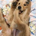 funny dog 3
