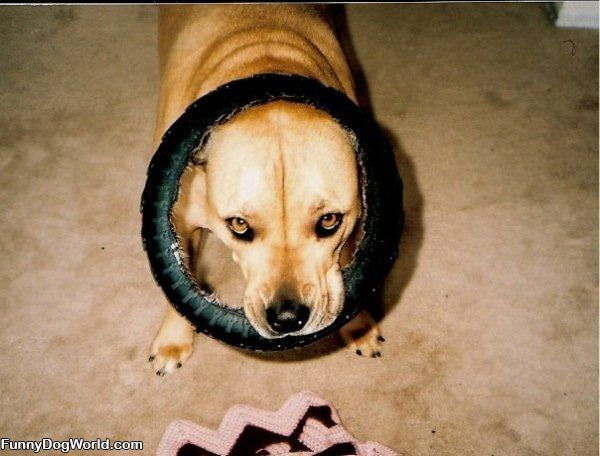 Eating The Tire