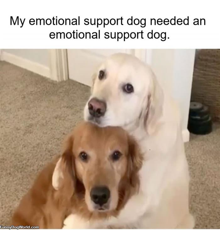 Emotional Support Dog