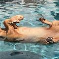 Enjoying The Pool