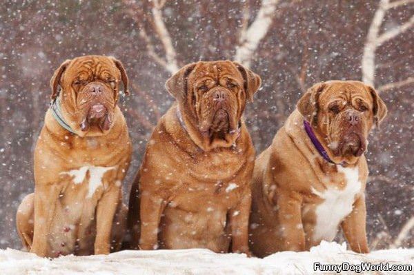 Enjoying The Snow