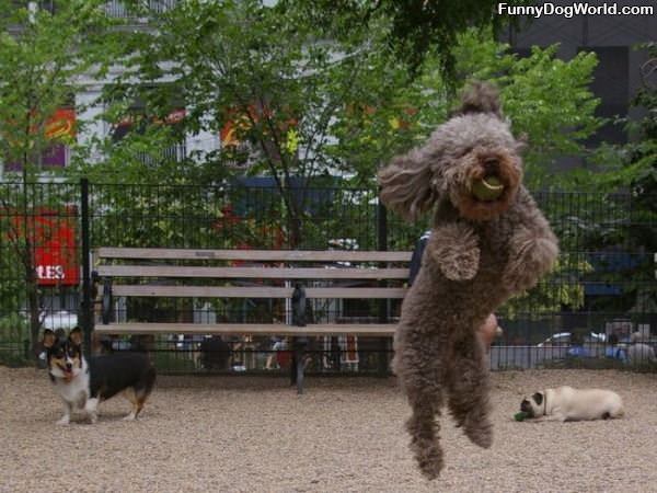 Epic Puppy Fetch