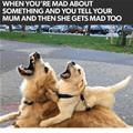 funny dog 2