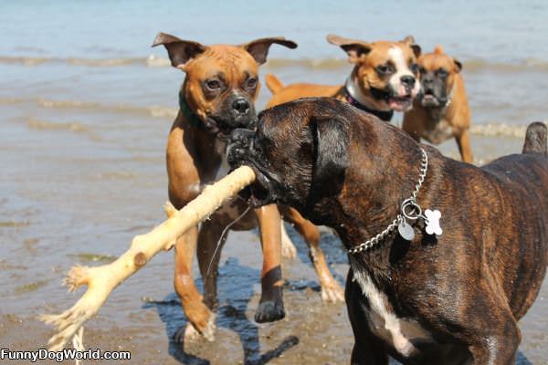 Everyone Wants The Stick