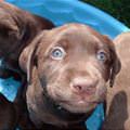 funny dog 3