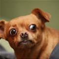 funny dog 1