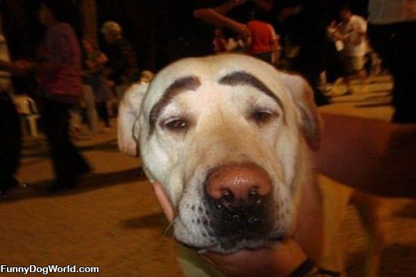 Eye Brows Dogf