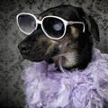 funny dog 4