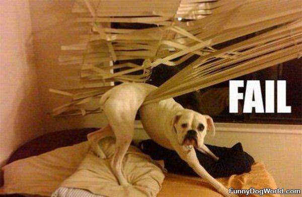 Failure Dog