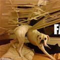 funny dog 5