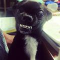 funny dog 4