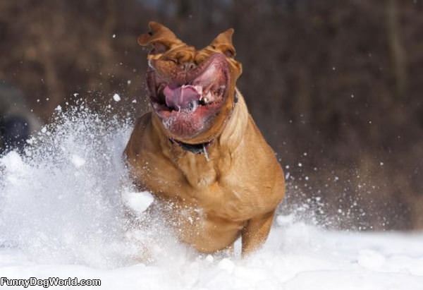 Fast Snow Running