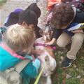 funny dog 4