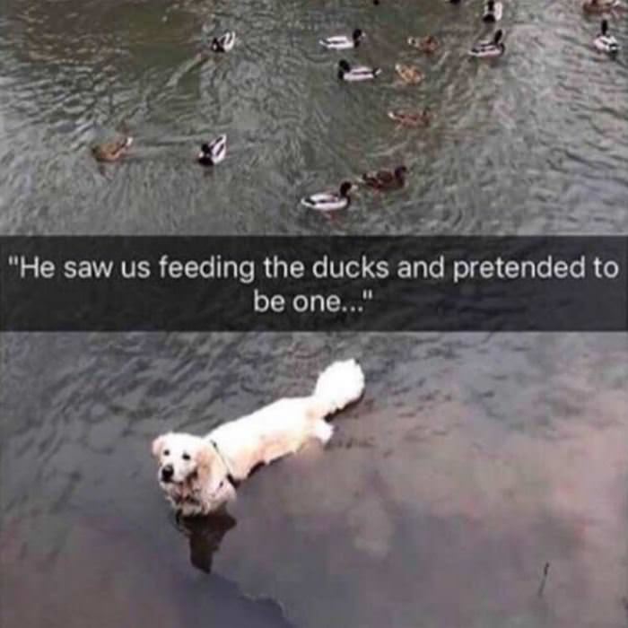 Feeding The Ducks