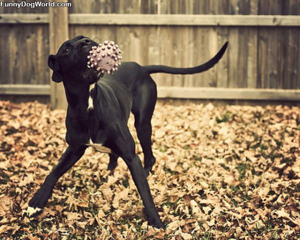 Fetch In The Fall