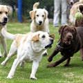 funny dog 5