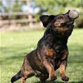 Fetch The Ball