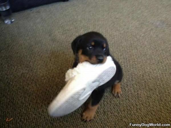 Fetched Your Shoe