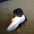 Fetched Your Shoe