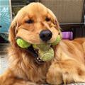 Fetching Them All