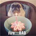 funny dog 2