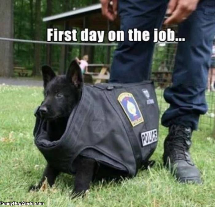 First Day On The Job