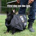 First Day On The Job