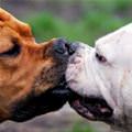 funny dog 5