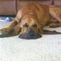 funny dog 2