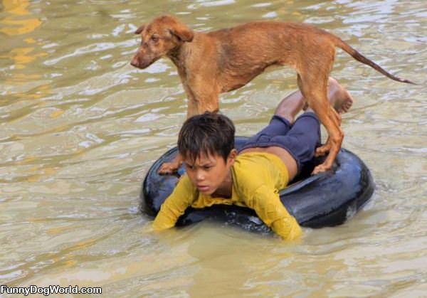 Floating Dog