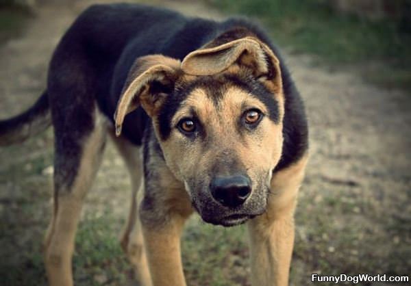 Floppy Ears