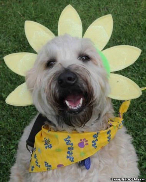 Flower Dog