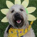 Flower Dog