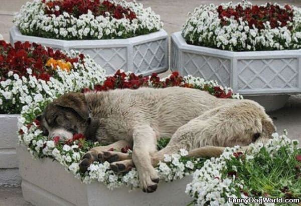 Flower Pot Dog