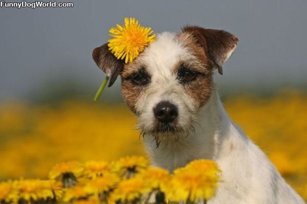 Flower Puppy