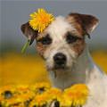 Flower Puppy