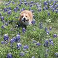 Flower Run