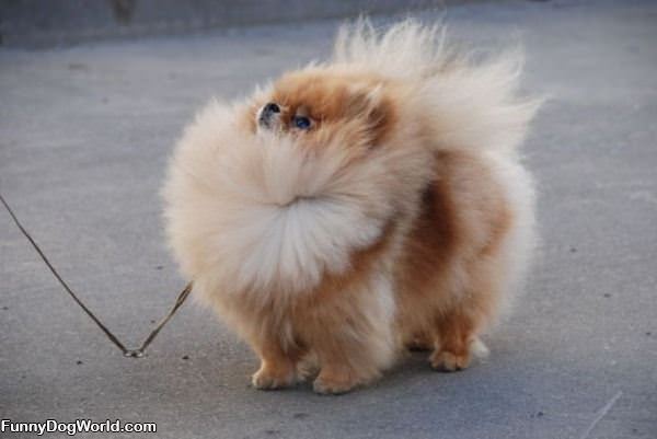 Fluff Ball